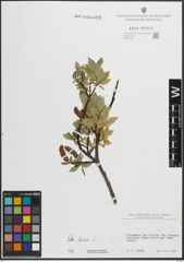 Foto von Salix hastata L.